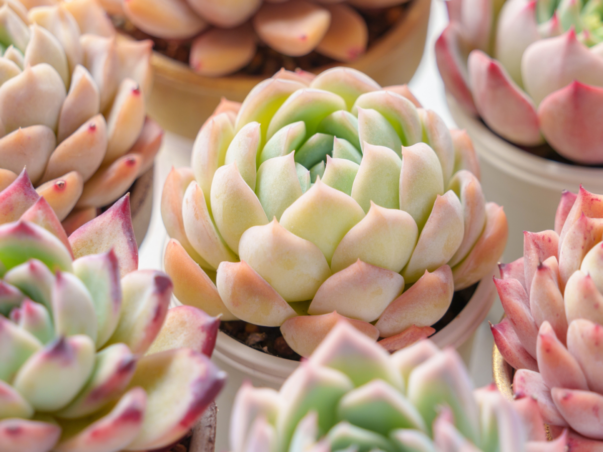 Suculentas: la planta perfecta para decorar y transformar tu hogar