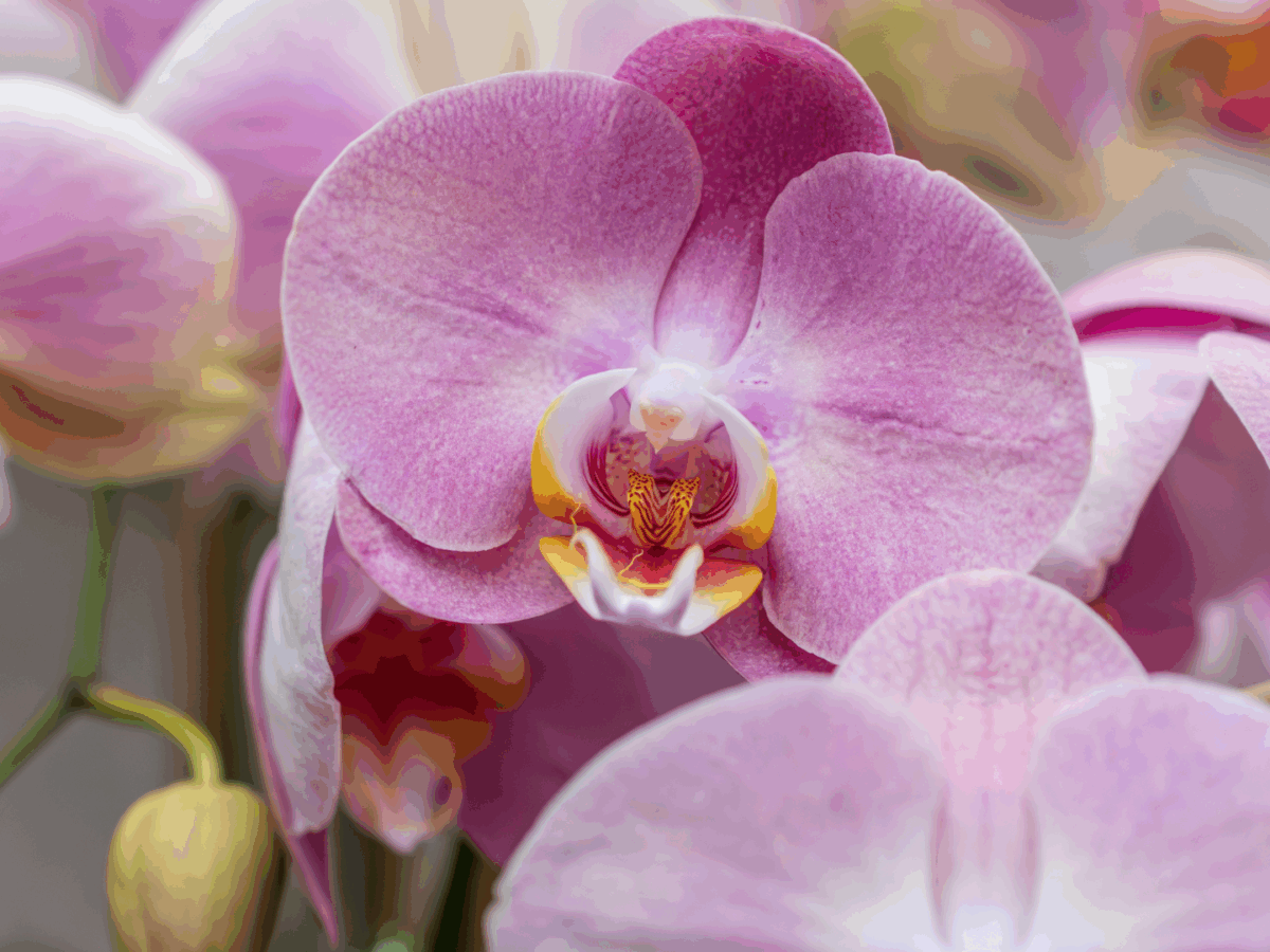 Orquídeas: un toque de elegancia y naturaleza en tu hogar
