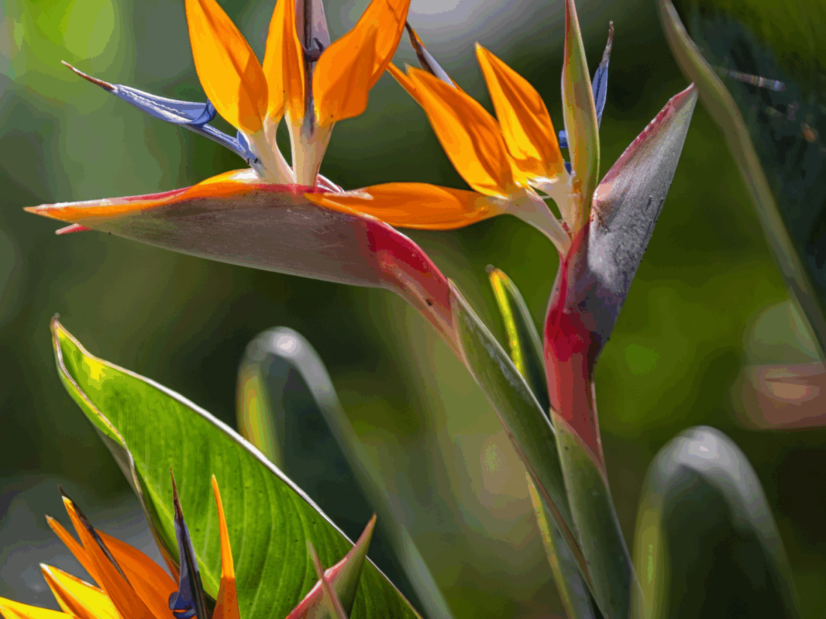 Strelitzia: Cómo cuidar el Ave del Paraíso en tu hogar