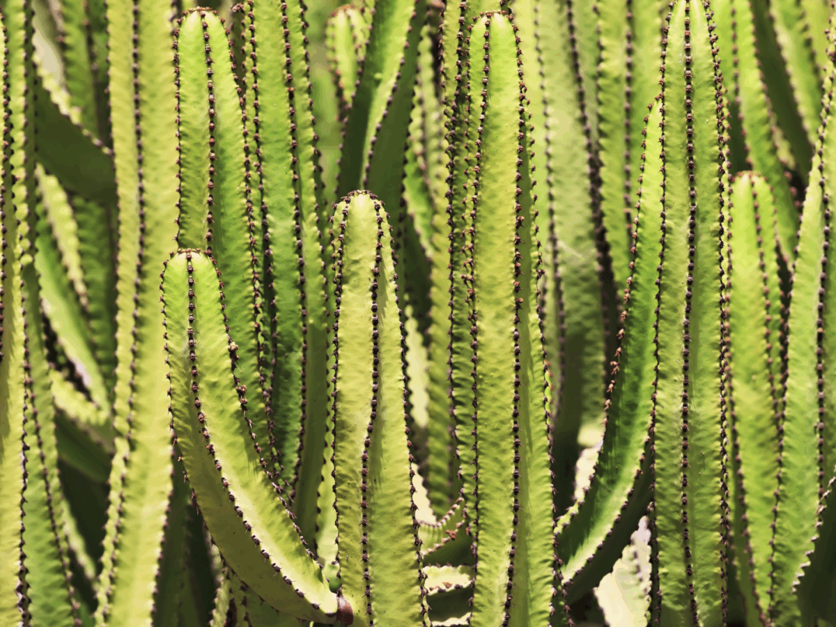 Cómo cuidar los cactus: guía completa para mantenerlos saludables en tu hogar