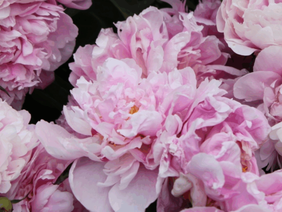 Guía definitiva para cuidar peonías: la flor que aporta belleza y simbolismo a tu hogar